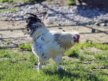 Advent-Hofladele am Steiererhof