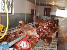 Frische Eier aus Bodenhaltung