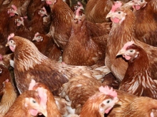 Frische Eier aus Bodenhaltung