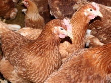 Frische Eier aus Bodenhaltung