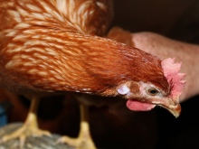Frische Eier aus Bodenhaltung