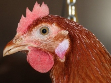 Frische Eier aus Bodenhaltung