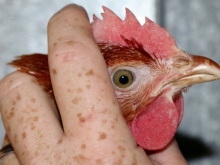 Frische Eier aus Bodenhaltung