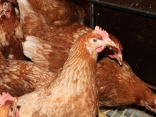 Frische Eier aus Bodenhaltung