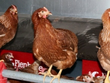 Frische Eier aus Bodenhaltung