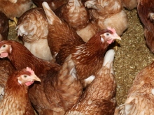 Frische Eier aus Bodenhaltung