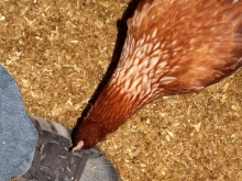 Frische Eier aus Bodenhaltung