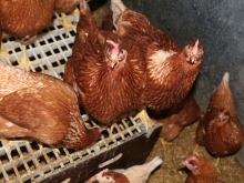 Frische Eier aus Bodenhaltung