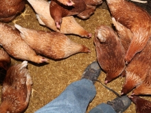 Frische Eier aus Bodenhaltung