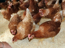 Frische Eier aus Bodenhaltung