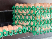 Frische Eier aus Bodenhaltung