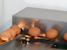 Frische Eier aus Bodenhaltung