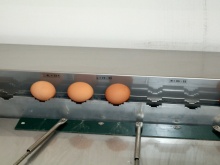 Frische Eier aus Bodenhaltung