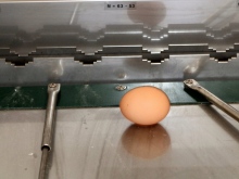 Frische Eier aus Bodenhaltung