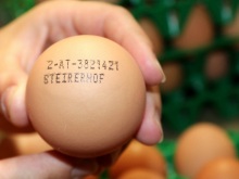 Frische Eier aus Bodenhaltung