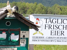 Frische Eier aus Bodenhaltung