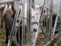 18-adventfenster-steirerhof_051