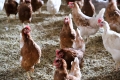 Warum kommt der Osterhase? – Spurensuche bei Berta & Co. am Steirerhof